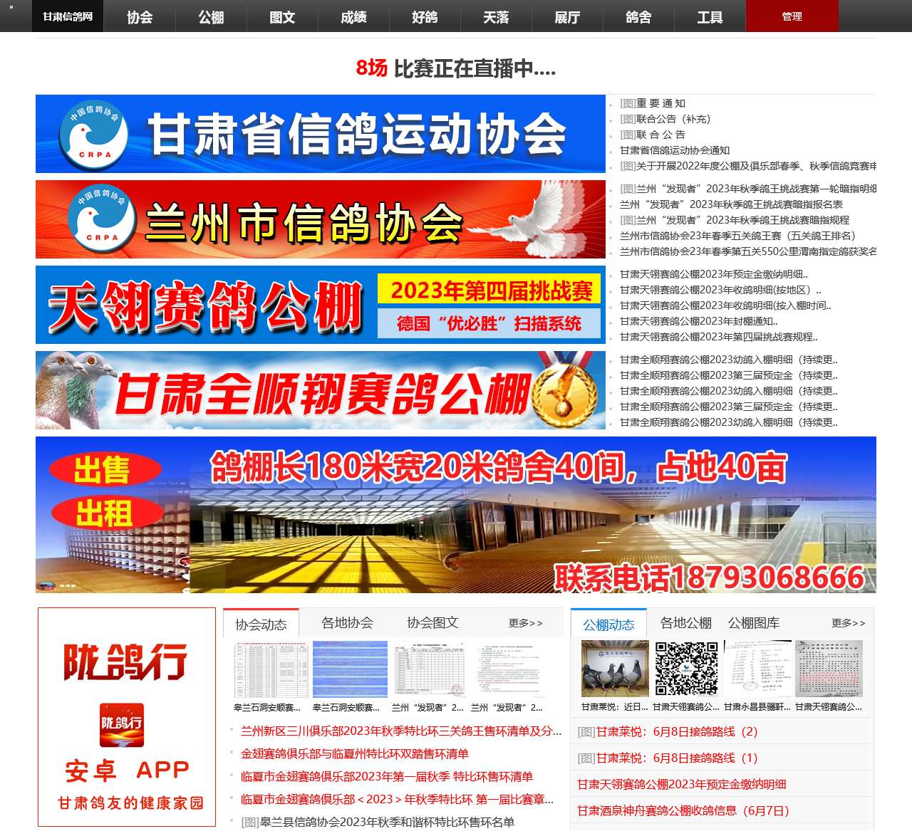 甘肃信鸽网