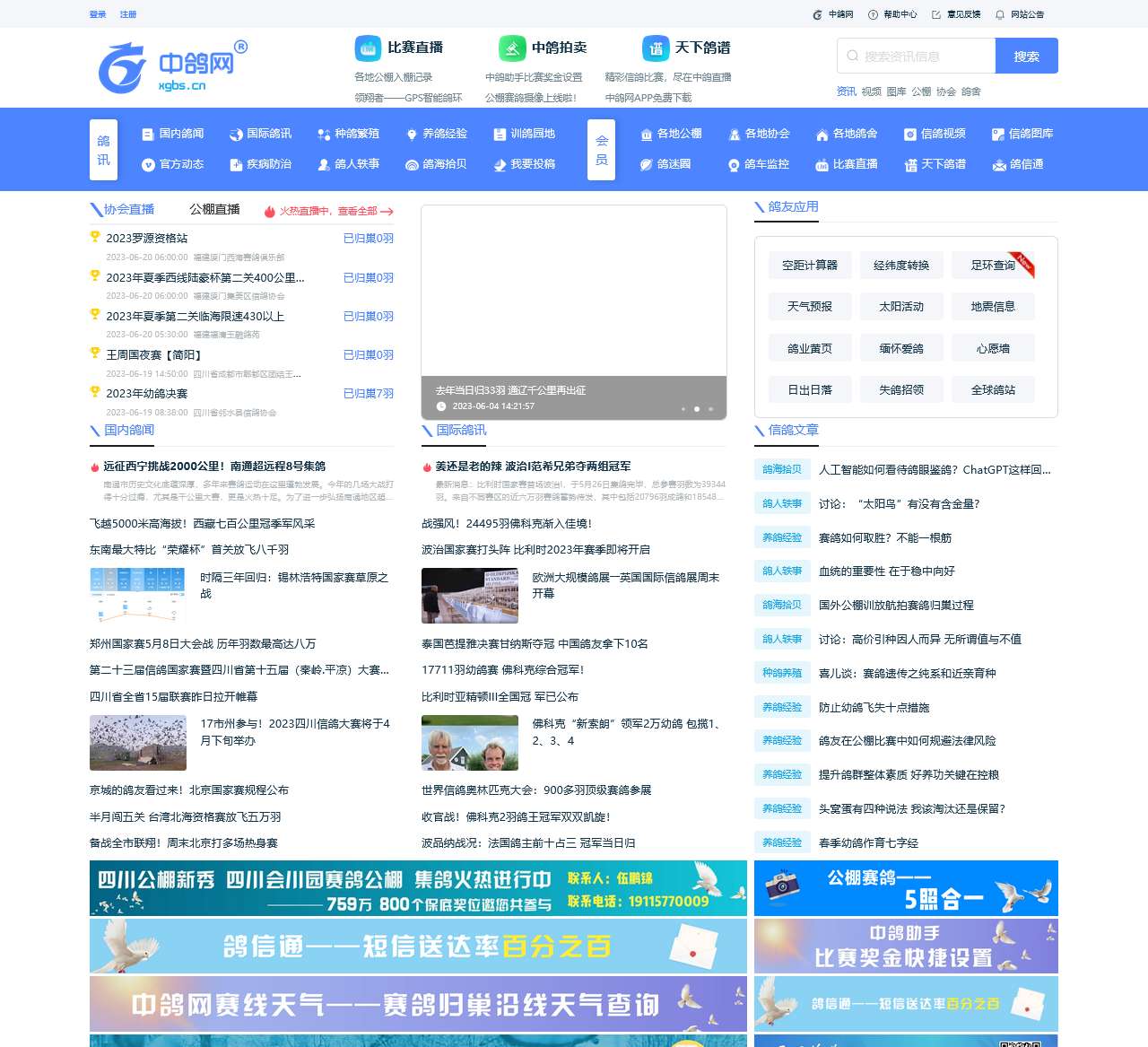 中鸽网
