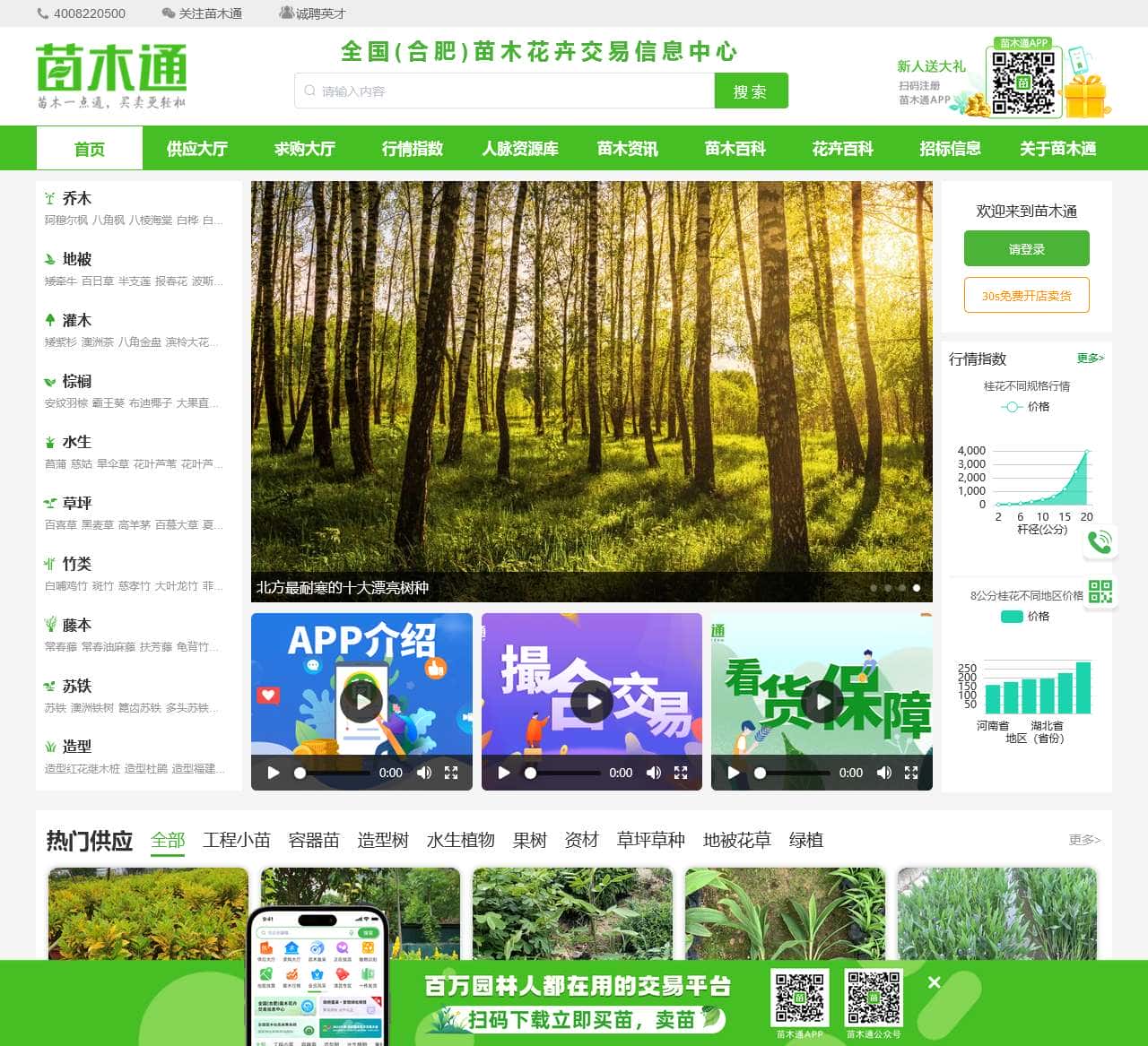 苗木通