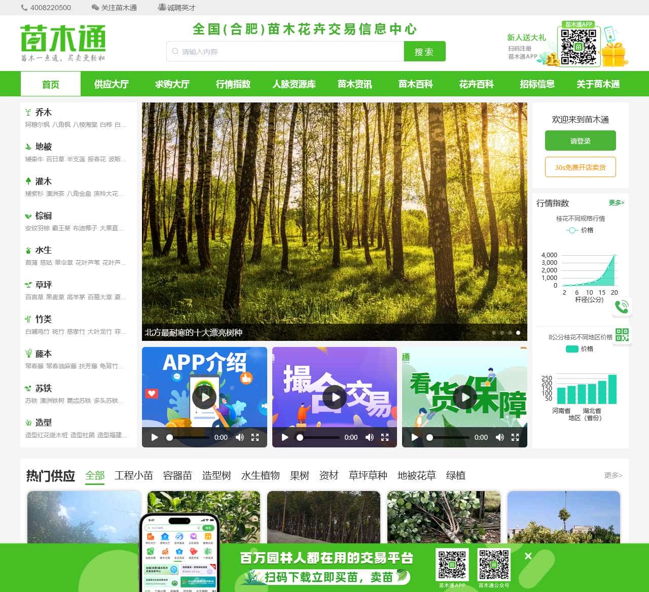 苗木通